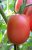 Tomatoes De Barao Imperial
