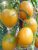 Tomatoes Cream giant orange