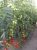 Tomatoes Test F1