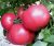 Tomatoes Andromeda pink F1