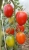 Tomatoes DE Baran RED