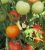 Tomatoes Aurora F1