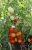 Tomatoes Irina