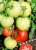 Tomatoes Prima Lux