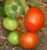 Tomatoes Dniester red
