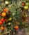 Tomatoes Verlioka F1