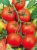 Tomatoes Vitador F1