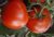 Tomatoes Vladimir F1