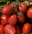 Tomatoes Volga F1