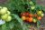 Tomatoes Dunn