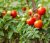 Tomatoes Dachnik