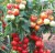 Tomatoes Intuition F1