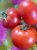 Tomatoes Carlos F1