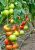 Tomatoes Centaur F1