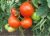 Tomatoes Fortress F1