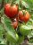 Tomatoes Leopold F1