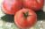 Tomatoes Malyshok F1