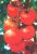 Tomatoes Monica F1