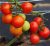 Tomatoes NC-Sonata F1