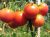 Tomatoes Nocturne NC-F1