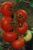 Tomatoes 8 Pilgrim F1