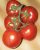 Tomatoes Raissi F1