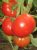 Tomatoes North Express F1