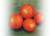 Tomatoes Semko Sinbad F1