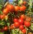 Tomatoes Semko Union F1