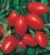 Tomatoes Semko-101 F1