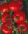 Tomatoes Semko 98 F1