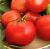 Tomatoes Semko-99 F1