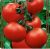 Tomatoes Typhoon F1