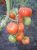 Tomatoes Tambov fruitful