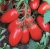 Tomatoes Unicum F1