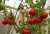 Tomatoes Hurricane F1