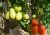 Tomatoes Fancy F1