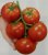 Tomatoes Flamenco F1