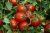 Tomatoes Chible F1