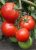 Tomatoes Jaroslavna F1