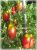 Tomatoes Slav