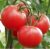 Tomatoes Laurel F1