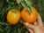 Tomatoes Orange