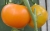Tomatoes Giant lemon
