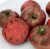 Tomatoes Carbon (Carbon)