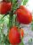 Tomatoes Elegant