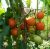 Tomatoes Nafanya F1