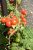 Tomatoes Pygmies