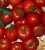 Tomatoes Polar