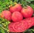 Tomatoes Pink Titanium